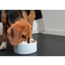 Orvis Bowls, Feeders & Food Storage|Paikka Cooling Bowl